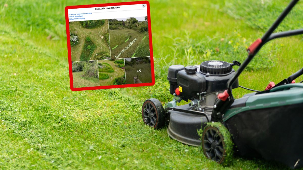 Postanowili wyjaśnić, jak prawidłowo kosić trawę.