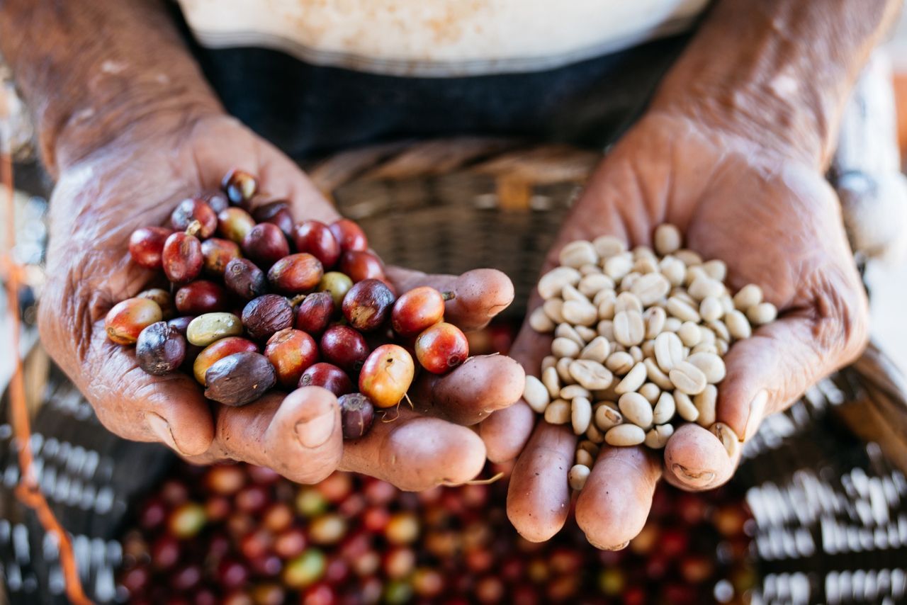 Green coffee extract is healthier than a regular black coffee.