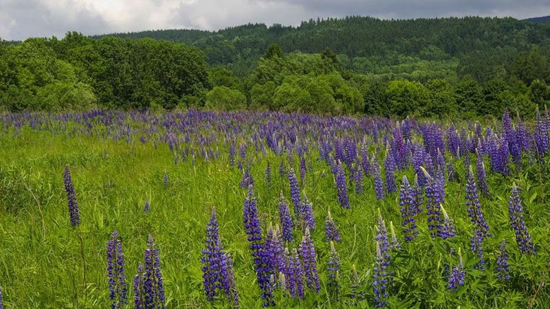 Karkonosze. Wzmożone kontrole w górskich kurortach. Nieprzestrzeganie przepisów może drogo kosztować