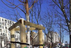 Drzewa Warszawy. Miło cię poznać, dębie, dobrze cię widzieć, sosno. Teraz wszystko jest na mapie