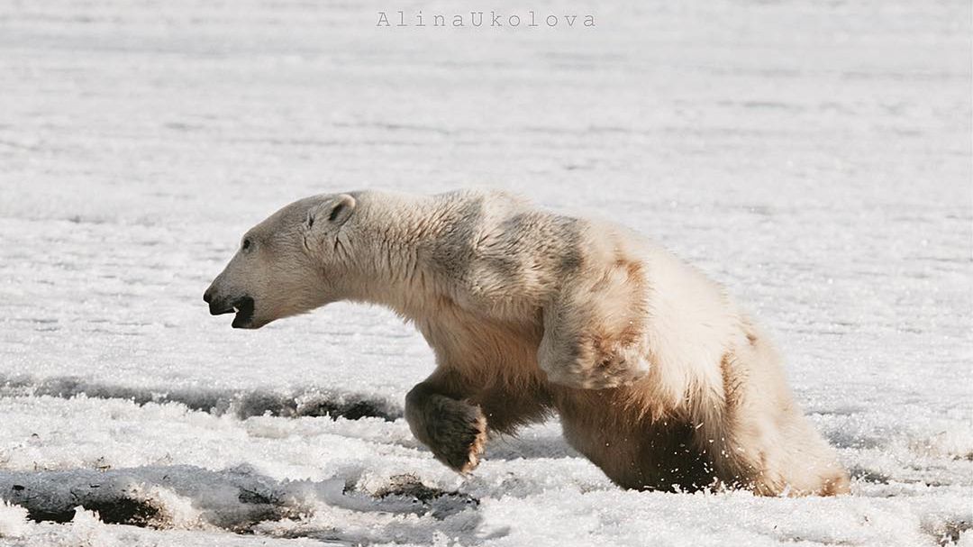 Niedźwiedź polarny trafił do wioski na Kamczatce - 700 km od domu 1
