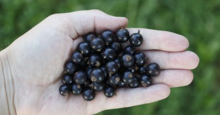 "Totalny szok". 1,5 zł za kilogram. Plantatorzy przerywają zbiory