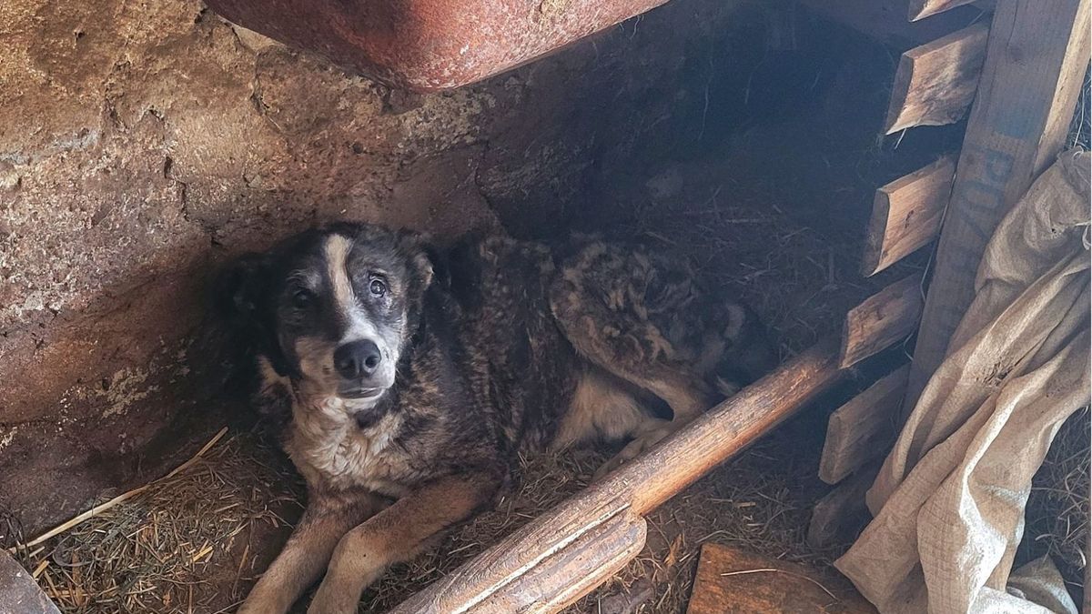 Kaliskie Stowarzyszenie Pomocy dla Zwierząt Help Animals