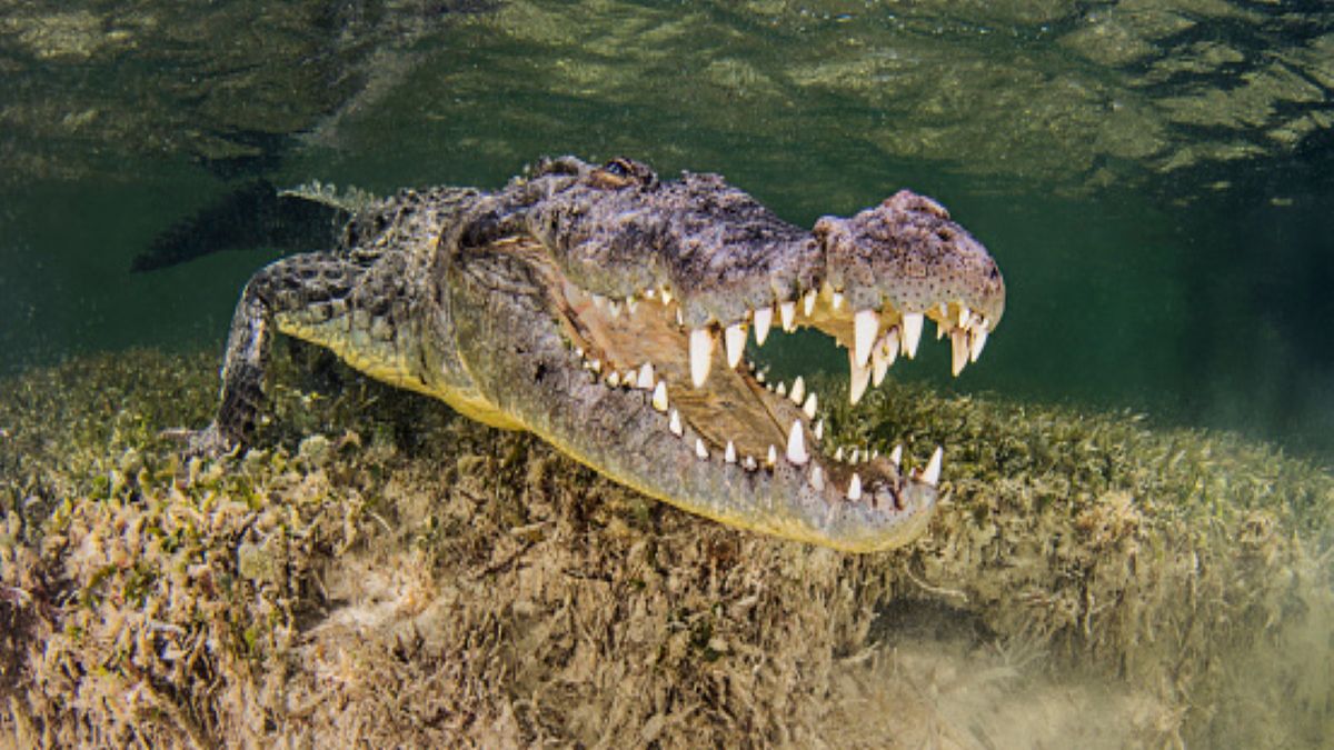 Krokodyl zaatakował 6-latka, kiedy oddalił się na chwilę od rodziców