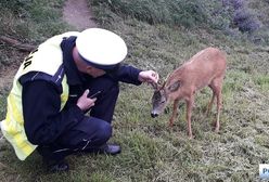 Wrocław. Jelonek na autostradzie A4. Musiała interweniować policja
