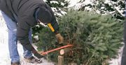 Chcesz wyciąć choinkę z własnej działki? Zobacz, kiedy możesz to zrobić bez pozwolenia