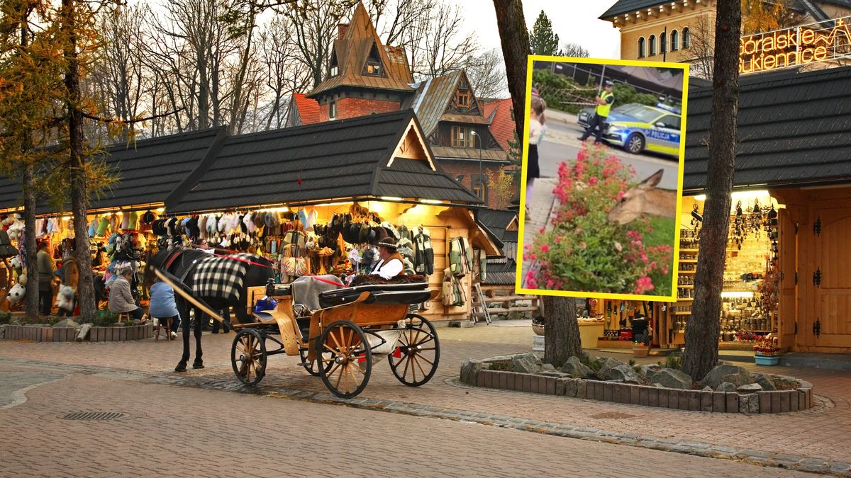 Niecodzienny gość w Zakopanem