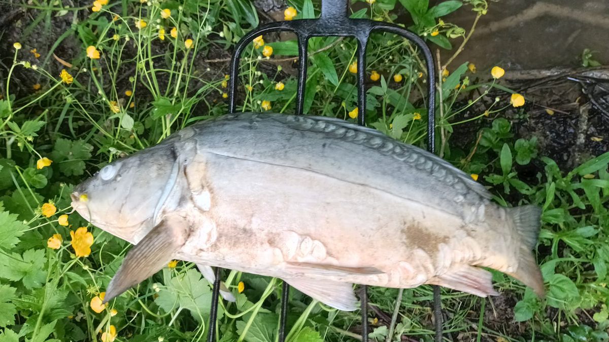 Znaleziono ponad 20 śniętych ryb. Okazało się, że to hodowlane karpie