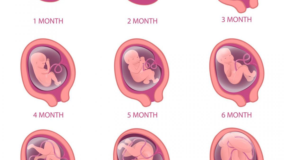 Rozwój płodu jest etapem następującym po zapłodnieniu, czyli połączeniu jądra plemnika z jądrem komórki jajowej.