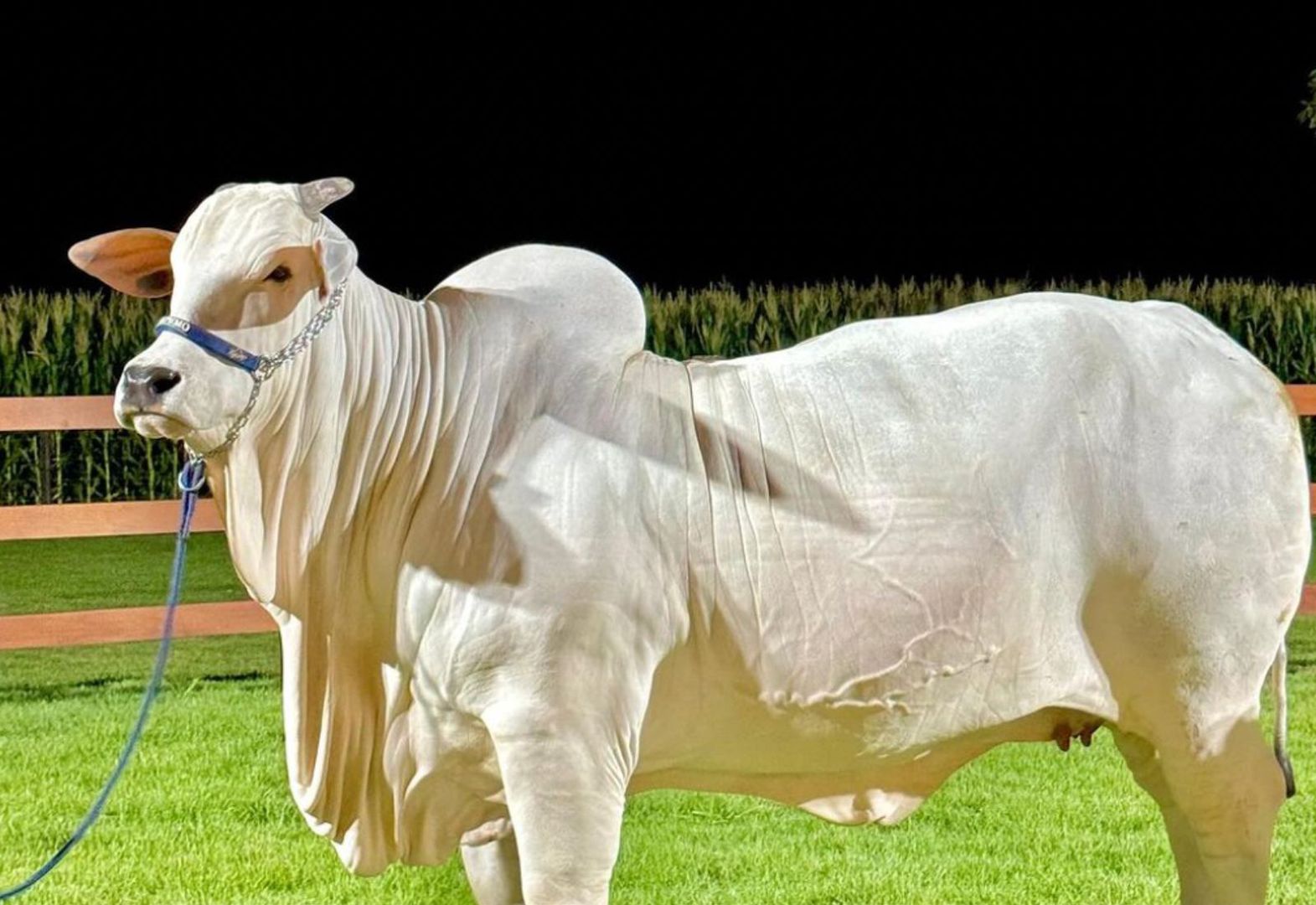 Najdroższa krowa na świecie jest warta fortunę. Kwota zwala z nóg