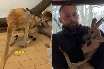 Mały kangur ratowany w Polsce. Miał duże problemy