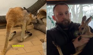Mały kangur ratowany w Polsce. Miał duże problemy