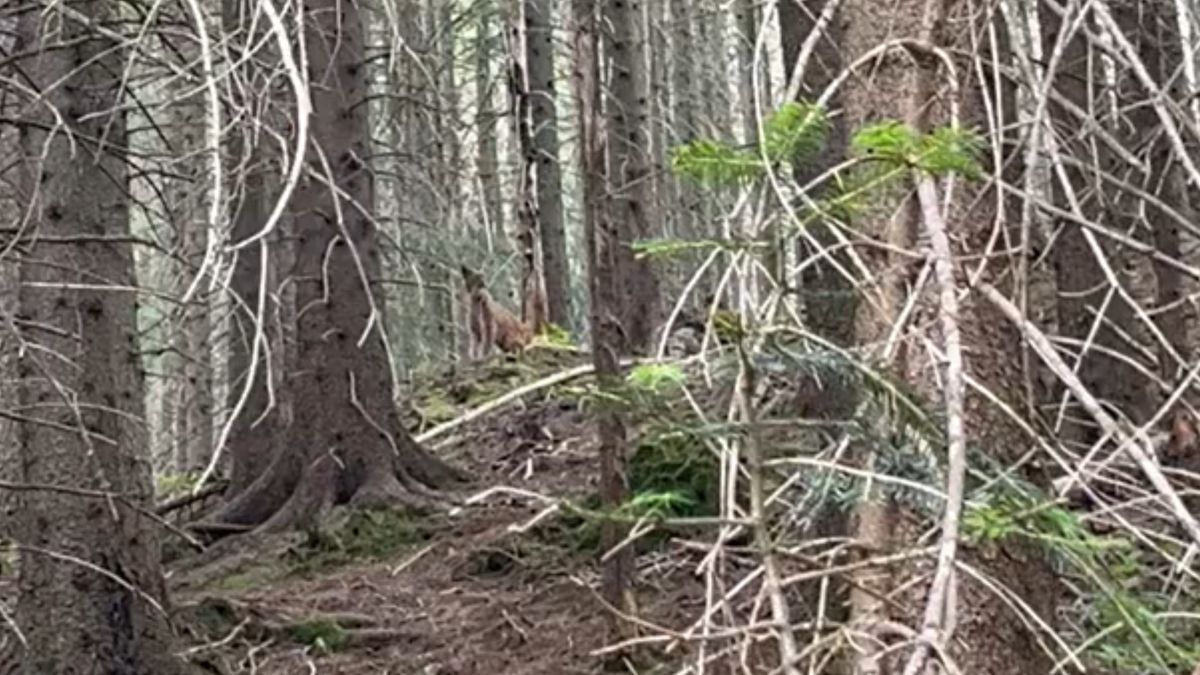 Przyłapali rysia w Tatrach