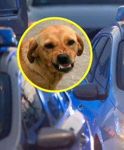 Dramat na oczach rodziców. Ugryzł dziecko w twarz