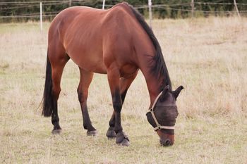 14‑latka zginęła po upadku z konia. Śledztwo umorzono