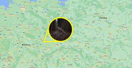Dziwne fale z gałęzi sfotografowane w niemieckim lesie. Skąd się tam wzięły?