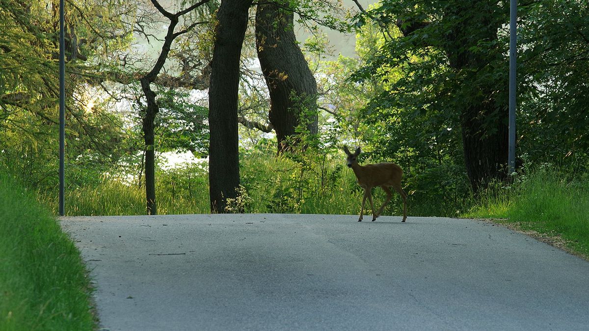 Radiowóz Inspekcji Transportu Drogowego potrącił sarnę. Zwierzę uderzyło w jadące z naprzeciwka auto (zdj. ilustracyjne)