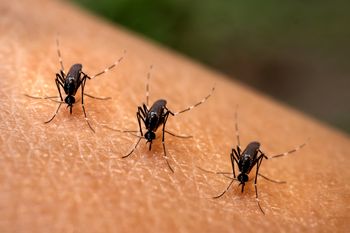 Czy Polsce grozi plaga komarów? Entomolog wskazuje warunek