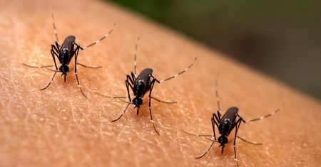 Czy Polsce grozi plaga komarów? Entomolog wskazuje warunek