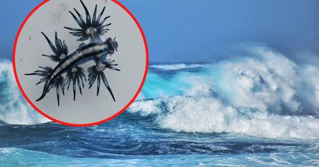 Tak rzadki, że wielu badaczy nie wie o jego istnieniu. "Niebieski smok"