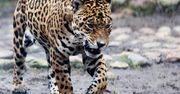 Koronawirus i ogrody zoologiczne. Niepokojące sygnały o "skarmianiu"