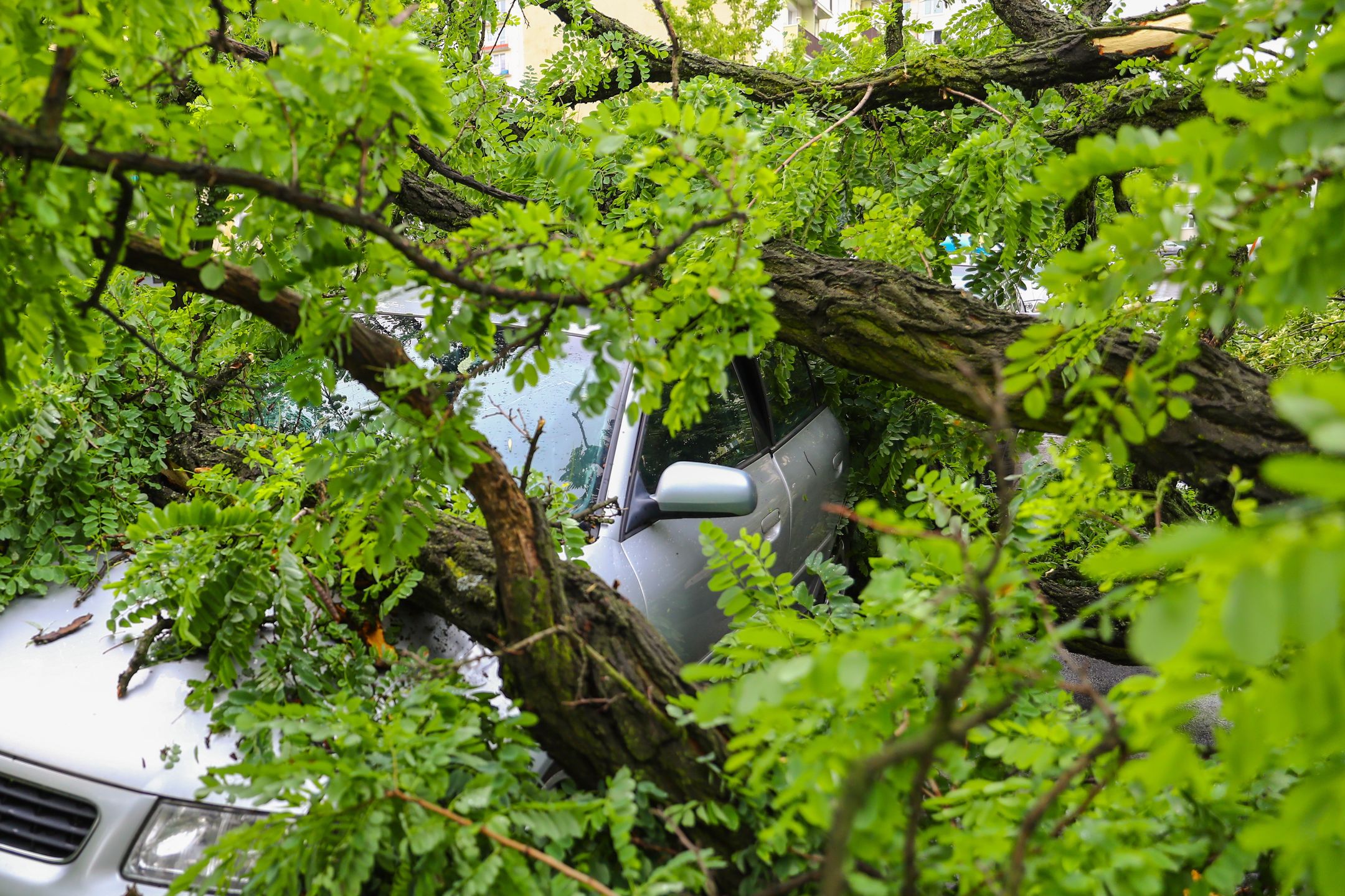 zmiany klimatyczne, ekologia, zmiana klimatu, katastrofa klimatyczna, ulewa, burza, wichura, straż pożarna, usuwanie drzew, szkody, ekstremalna pogoda, powalone drzewa, polska, dom, architektura, jardin, budowa, charakter, stary, drzew, drewna, krajobraz, podróż, tradycyjny, lato, dach, park, bungalow, drewniane, gras, bory