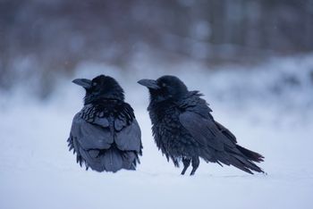 Kruki mają własny GPS. Są tak inteligentne, że zapamiętują miejsca zabójstw