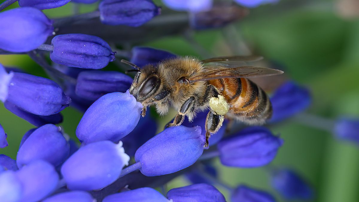ALBANY, NY - MAY 4: A bee collects pollen from a grape hyacinth on Monday, May 4, 2026, in a Washington Park tulip bed in Albany, NY. (Jim Franco/Albany Times Union via Getty Images)