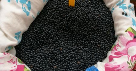 Wygląda jak kawior, ale kosztuje grosze. Mocna profilaktyka antyrakowa