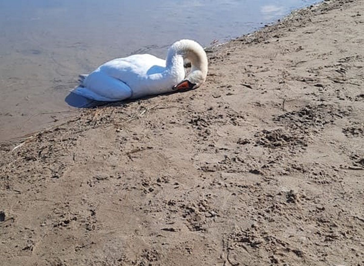 Umierają w męczarniach. Wszystko przez niewiedzę ludzi