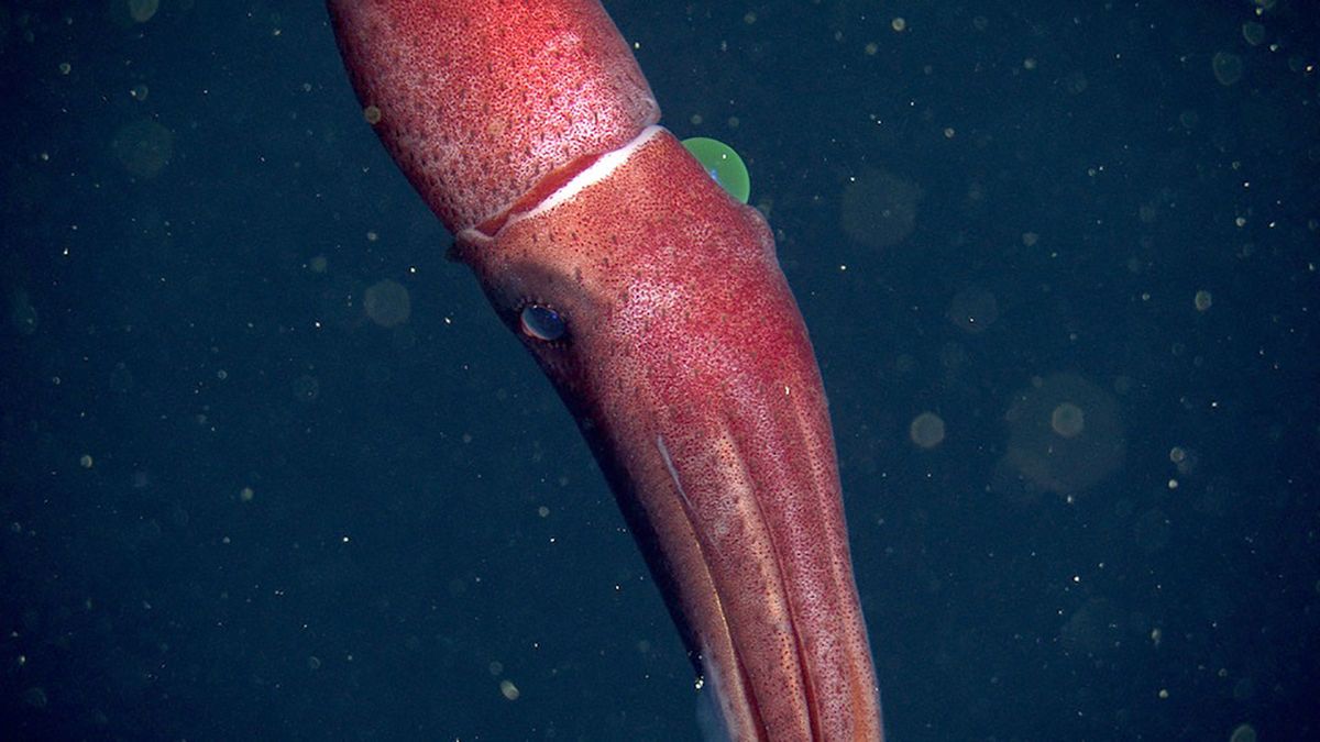 Wygląda jak truskawka i mieszka na głębokości ponad 700 metrów. Jest przedziwna! 1