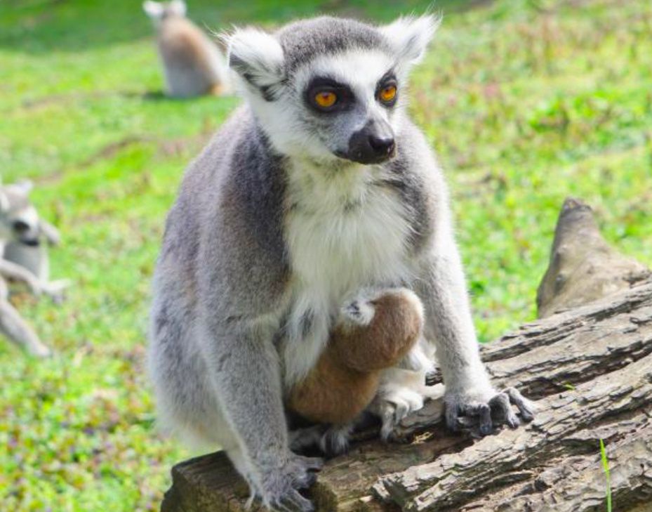 Lemur katta to zwierzę występujące w naturalnym środowisku na Madagaskarze