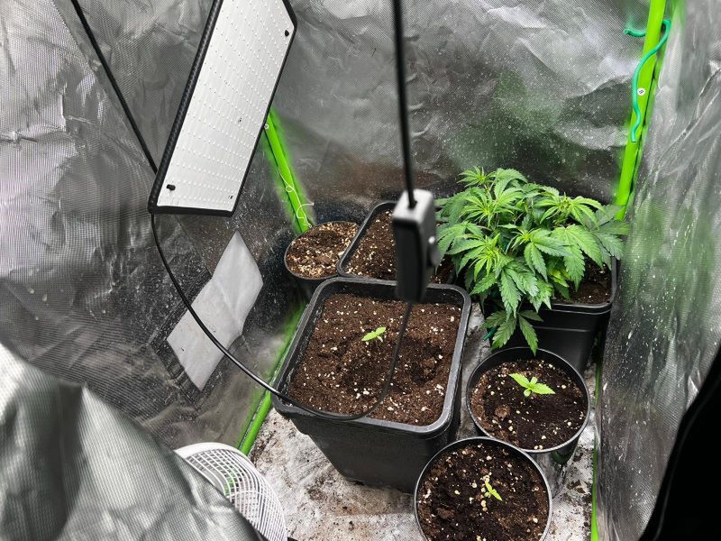 Plantacja marihuany w szafie – 16-latek i jego ojciec zatrzymani przez policję