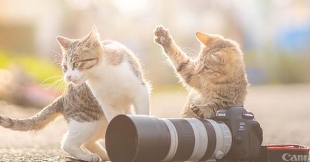 Urocze zdjęcia kociaków-fotografów "zrobią ci dzień"