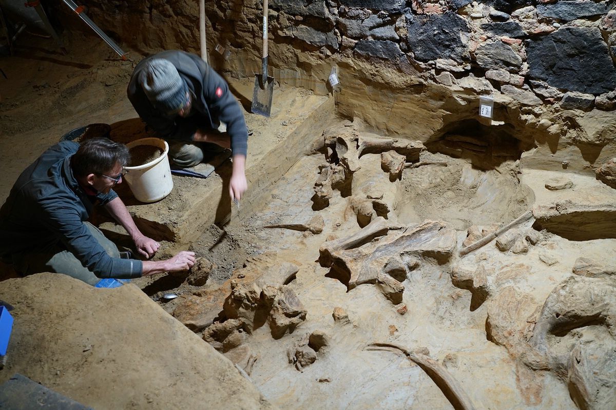 An archeological sensation: Mammoth bones unearthed in Austrian vineyard