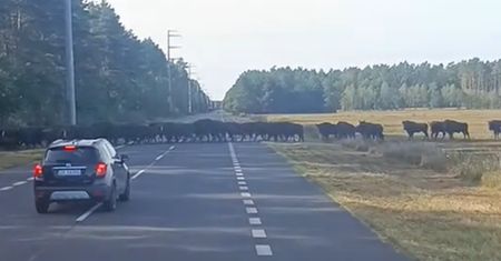 Setki żubrów na drodze. Od razu chwycił za telefon