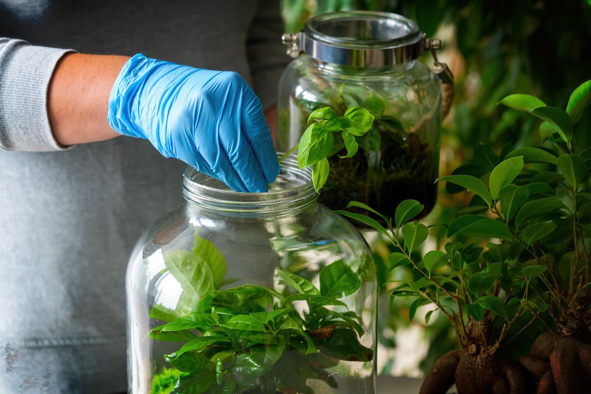 Among the forest plants in a jar, mosses, ferns, and succulents reign.