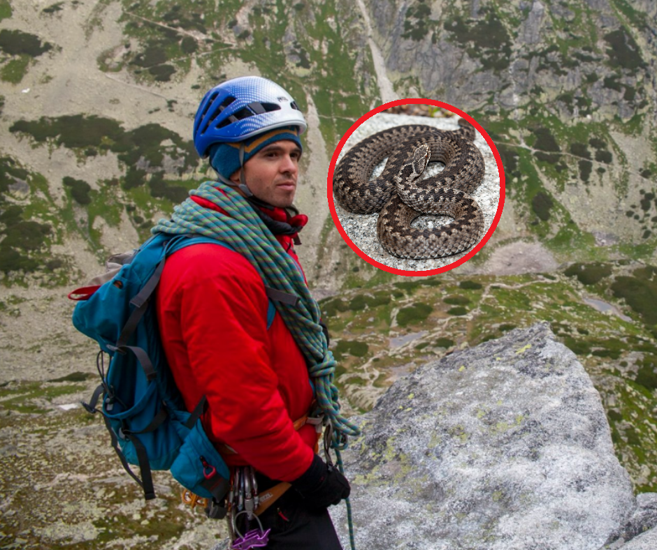 Przyrodnik ostrzega. Zrób to, gdy zobaczysz na swojej drodze żmiję