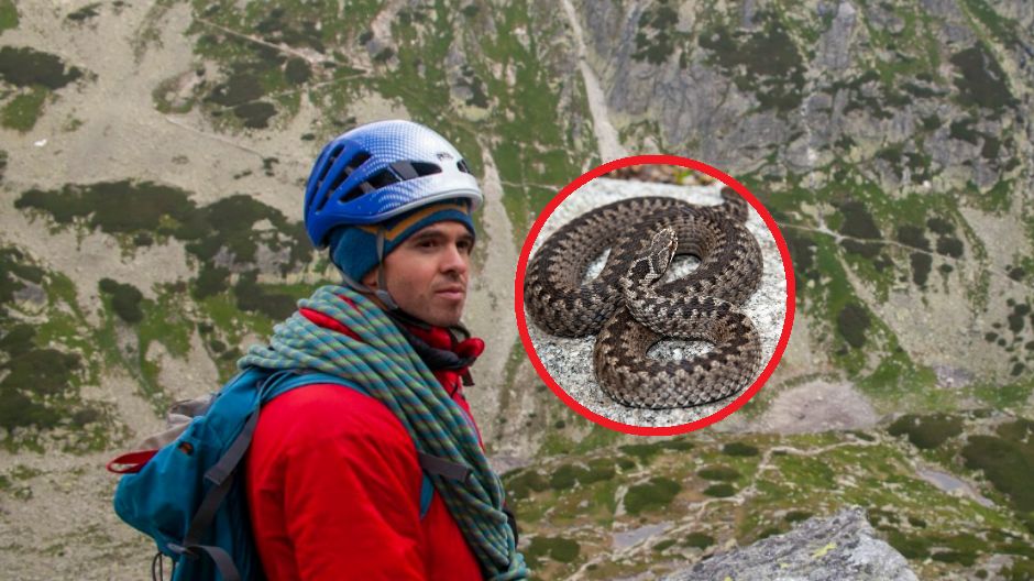 Patrz pod nogi, jest ich coraz więcej. Przyrodnik mówi, co zrobić, gdy ugryzie cię żmija