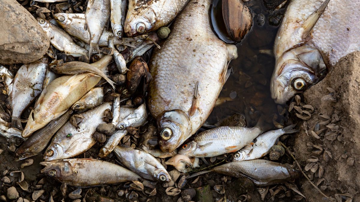 Dead fish lie on the bank of Oder river  in Kostrzyn on Oder in Poland on August 13, 2022. The Oder river, which partly runs on the Polish - German border, is believed to have been contaminated with toxic, chemical or biological pollutants. The scale of pollution is very large, tons of dead fish were pulled out of the water by volunteers. The contamination is believed to have started in Olawa in southern Poland. People are urged not to enter or use the rivers waters. The Polish Prime Minister, Mateusz Morawiecki pleages a thorough investigation and severe consequences for the polluters. (Photo by Dominika Zarzycka/NurPhoto via Getty Images)