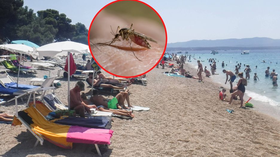 Komary to już prawdziwa plaga w Chorwacji