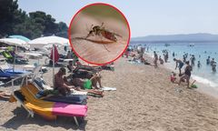 Koszmarna plaga w Chorwacji. "Otwierałem auto i wpadł rój"