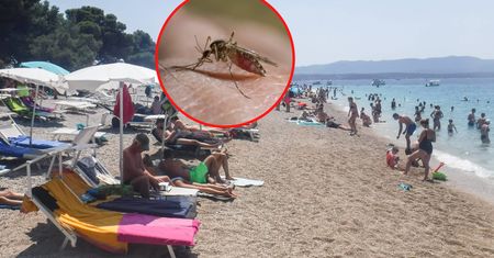 Koszmarna plaga w Chorwacji. "Otwierałem auto i wpadł rój"