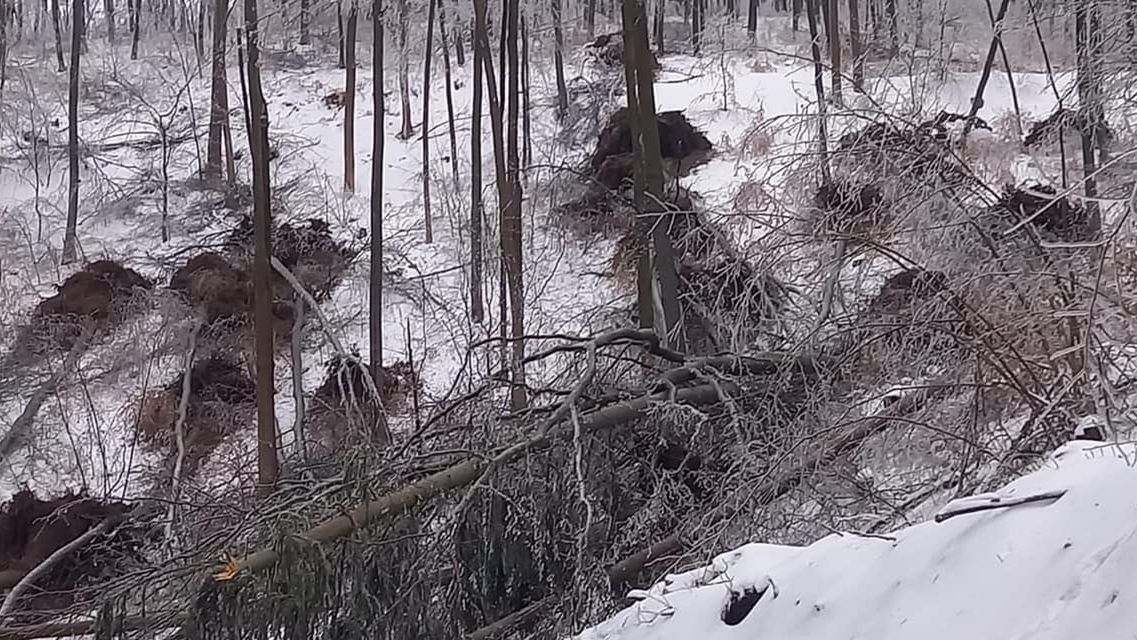 Gigantyczne szkody, które powstały w lasach.