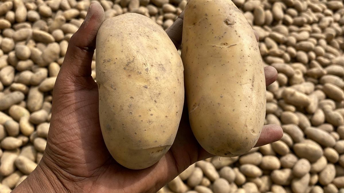 Rynek ziemniaków przechodzi trudny okres