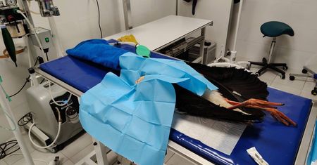 Pokazali postrzelonego bociana. "Śrut tkwił w kości skrzydła"