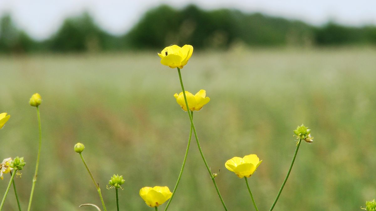 Jaskier polny - pielęgnacja, wymagania, uprawa i odmiany