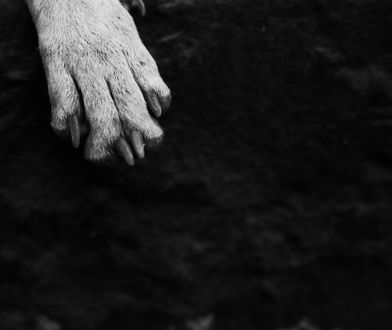 Warszawa. Akt oskarżenia przeciwko 62-latkowi, który celowo rozjechał psa na oczach właściciela