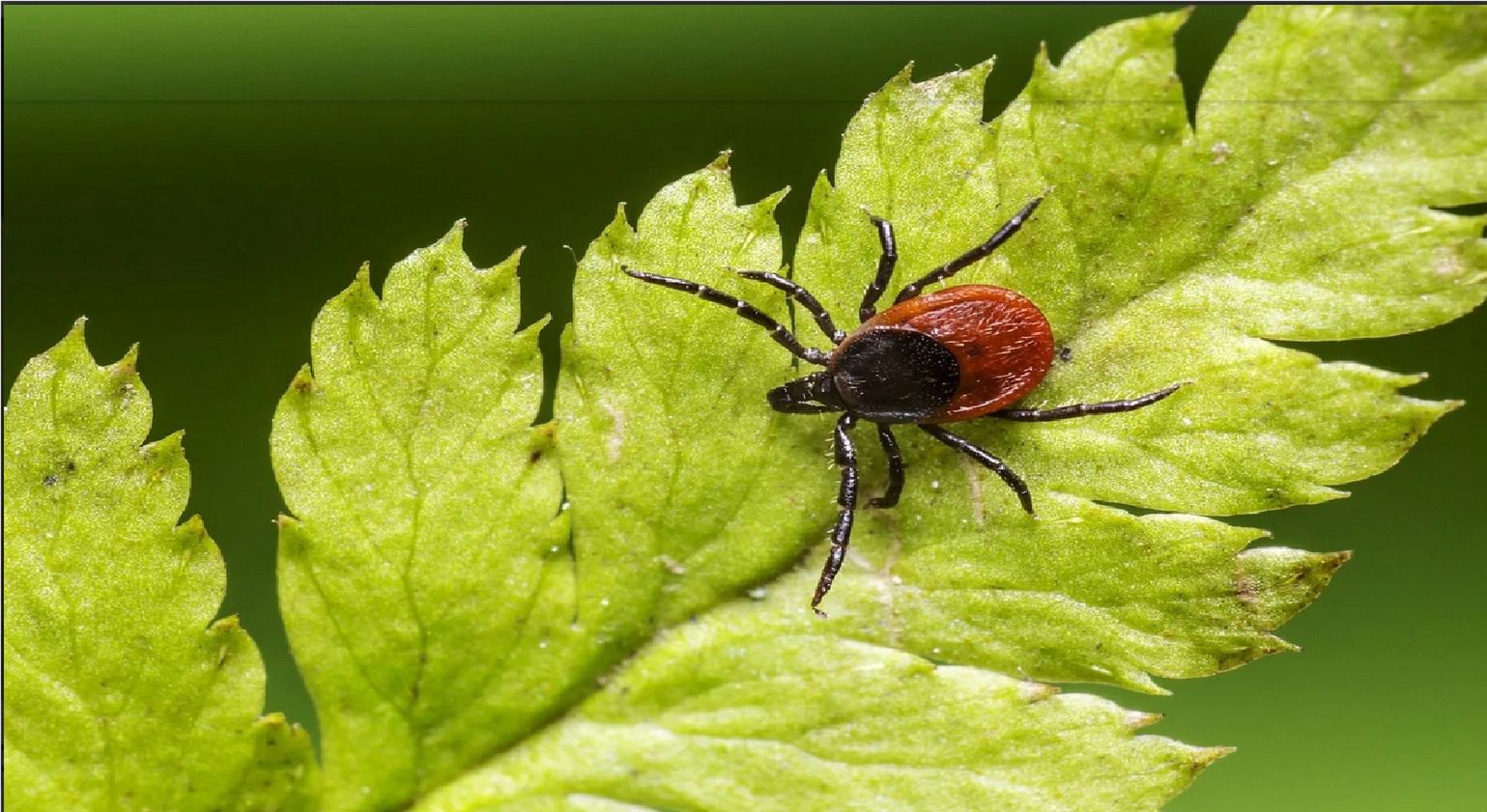 Wysyp kleszczy. Jak szybko usunąć insekta domowymi sposobami?