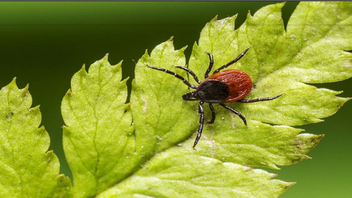 Jak bezpiecznie wyciągnąć kleszcza?